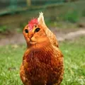 mohamed_games