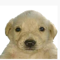patchythedoge