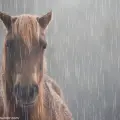 Nimnom